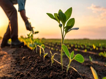 Calagem eficiente: qual é o tempo mínimo de espera entre aplicação e plantio?