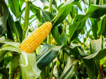 Cálcio safra e safrinha: por que esse nutriente é decisivo para a produtividade no curto e no longo prazo